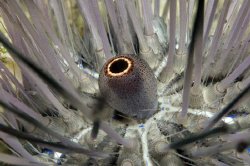 Sea urchin detail by Dray Van Beeck 